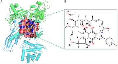 Uncovering the Resistance Mechanism of Mycobacterium tuberculosis to Rifampicin Due to RNA Polymerase H451D/Y/R Mutations From Computational Perspective